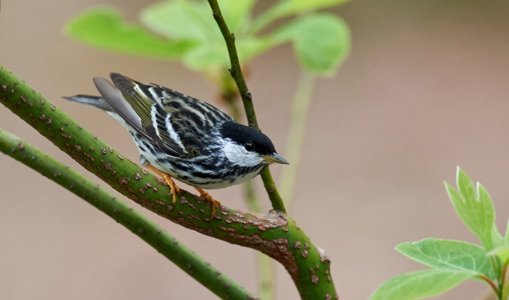 Setophaga striata, Forster, 1772