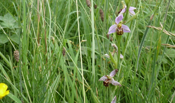Ophrys apifera (Huds., 1762)