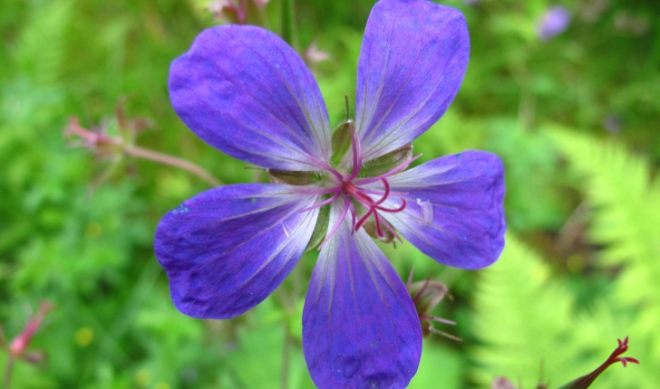 Geranium sylvaticum L., 1753