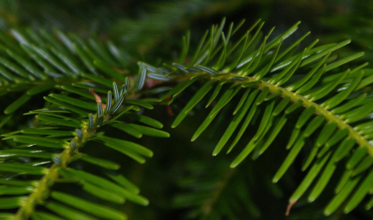 Taxus baccata L., 1753