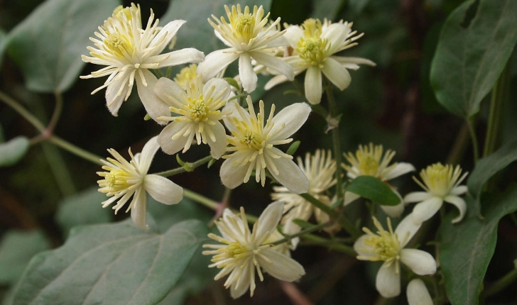 Clematis vitalba (L., 1753)