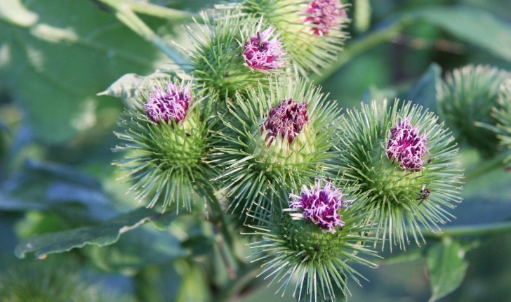 Arctium lappa (L., 1753)