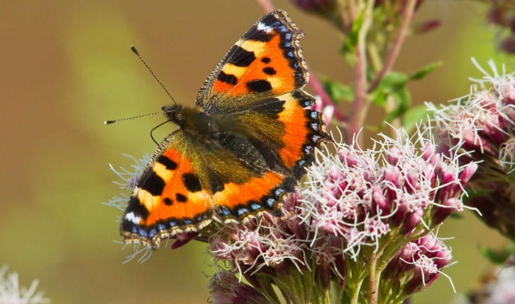 Aglais urticae (Linnaeus, 1758)