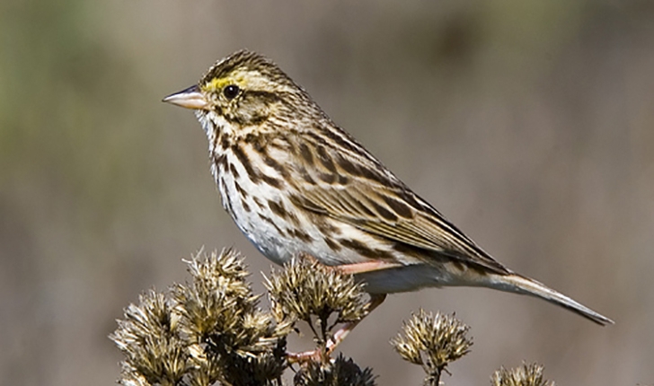Passerculus sandwichensis, Gmelin 1789