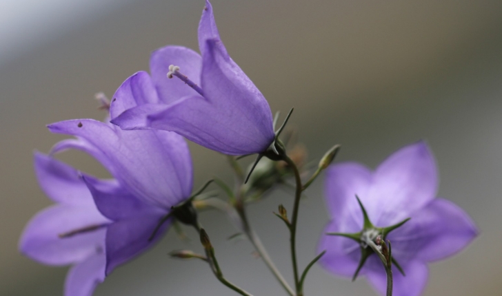 Campanula rotundifolia 