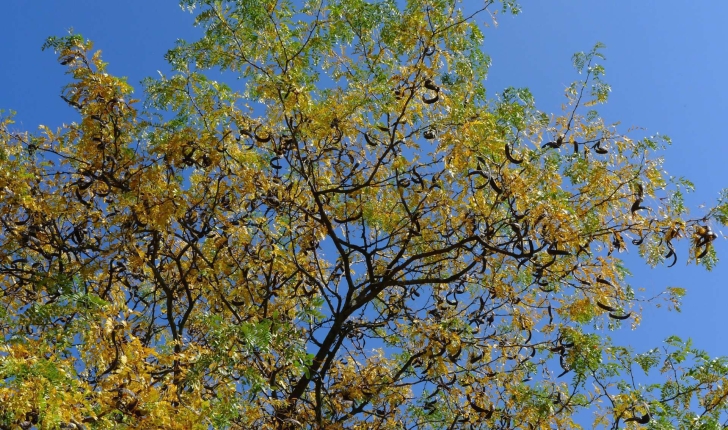 Gleditsia triacanthos L., 1753
