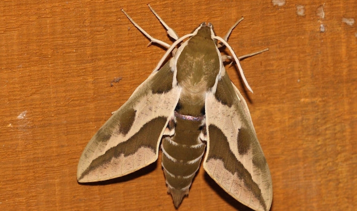 Hyles euphorbiae (Linnaeus, 1758)