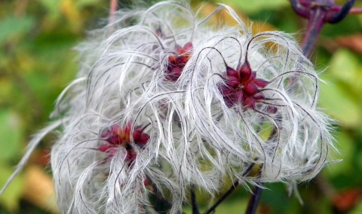 Clematis vitalba (L., 1753)