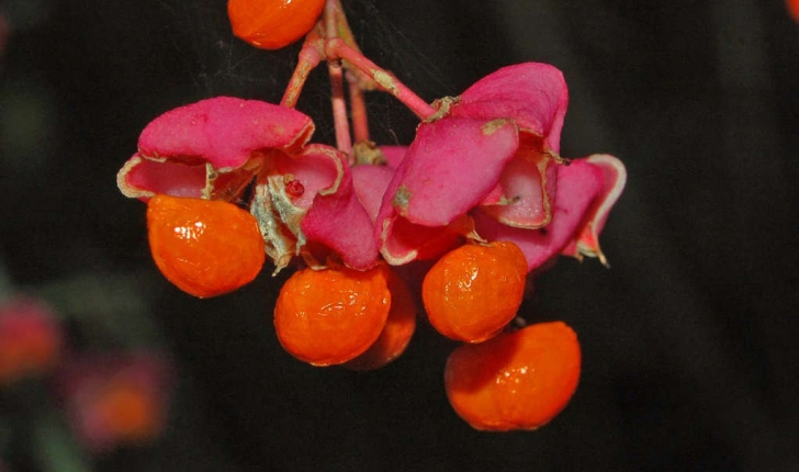 Euonymus europaeus L., 1753