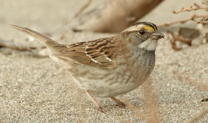 Zonotrichia albicollis, Gmelin 1789