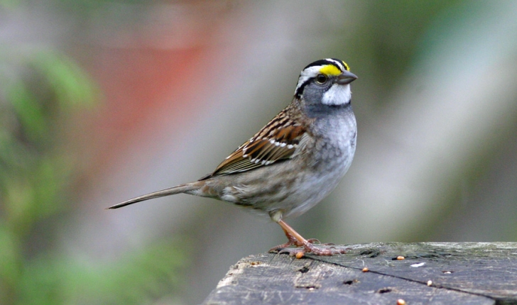 Zonotrichia albicollis, Gmelin 1789