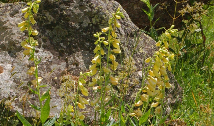 Digitalis grandiflora Mill., 1768