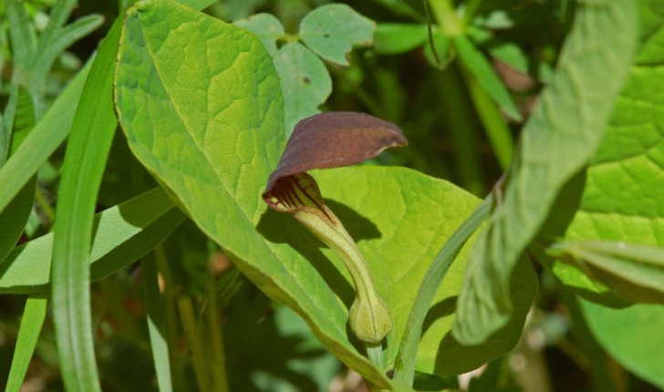 Aristolochia rotunda L., 1753