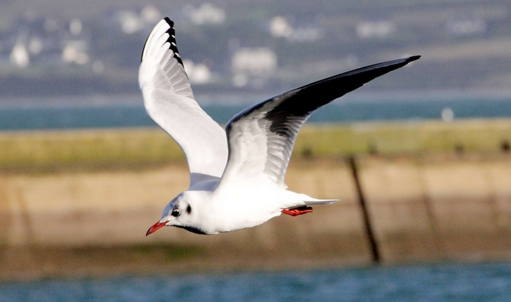 Chroicocephalus ridibundus (Linnaeus, 1766)