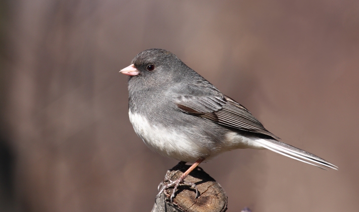 Junco hyemalis, Linné 1758