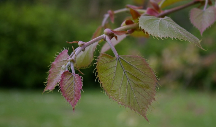 Tilia henryana 