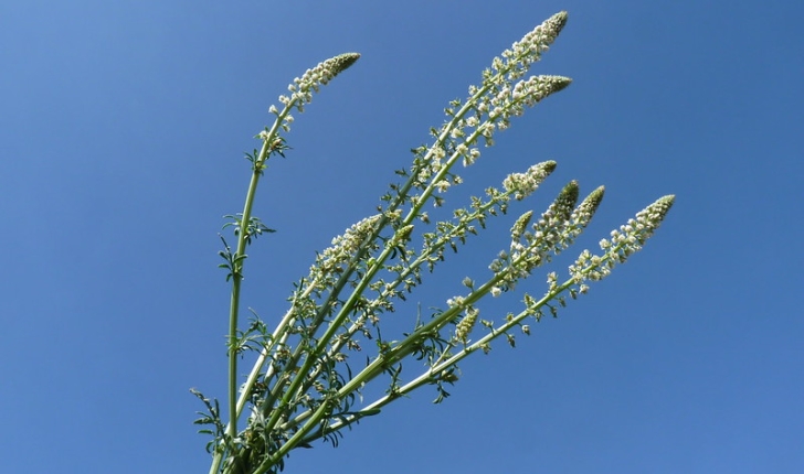 Reseda alba