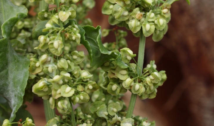 Rumex crispus