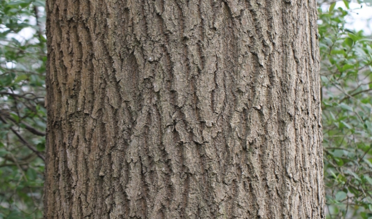Fraxinus excelsior