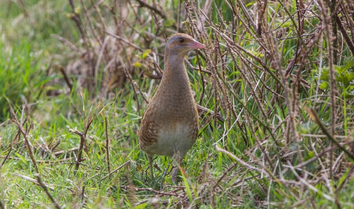 Crex crex (Linnaeus, 1758)