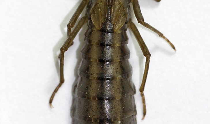 Aeshna eremita, Scudder 1866