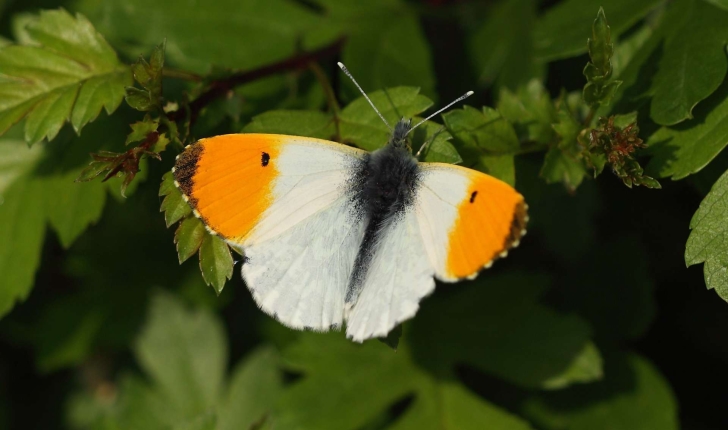 Anthocharis cardamines (Linnaeus, 1758)