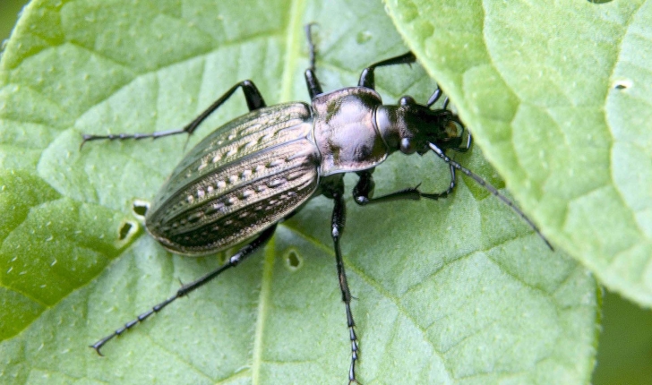 Carabus granulatus, Linné 1758