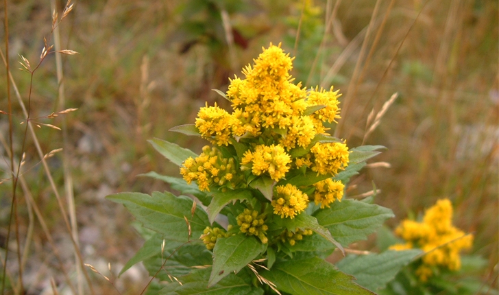 Solidago rugosa (Mill., 1768)