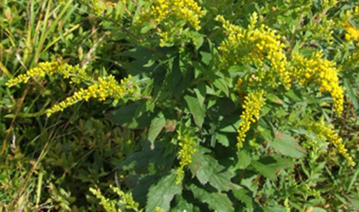 Solidago rugosa (Mill., 1768)