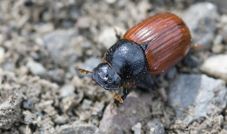 Aphodius fimetarius, Linné 1758