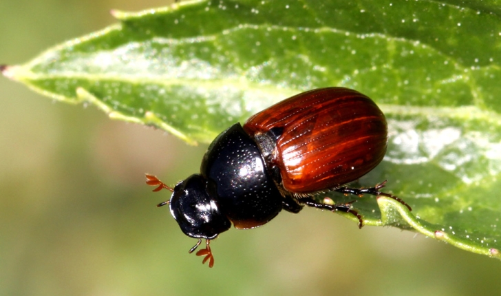 Aphodius fimetarius, Linné 1758