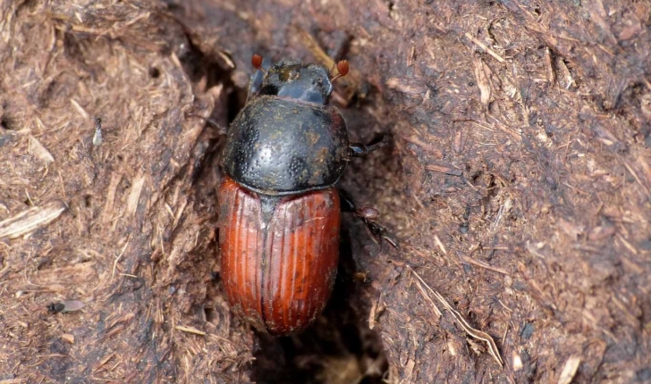 Aphodius fimetarius, Linné 1758
