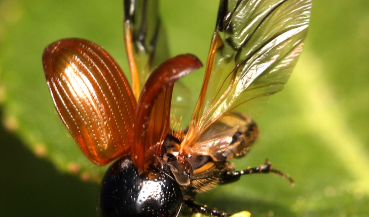 Aphodius fimetarius, Linné 1758