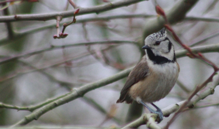 Mésange huppée (Crédits : Sebastien bertru)