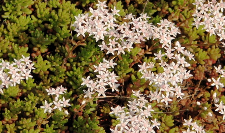 Sedum album L., 1753