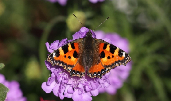 Aglais urticae (Linnaeus, 1758)