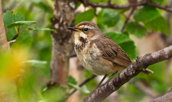 Luscinia svecica (Linnaeus, 1758)