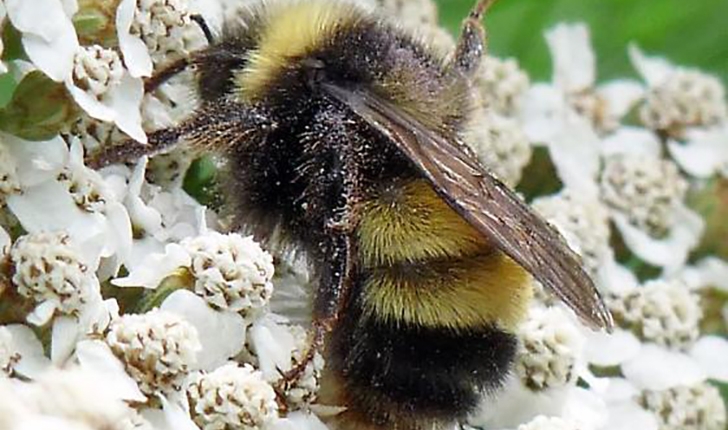 Bombus terricola, Kirby 1837