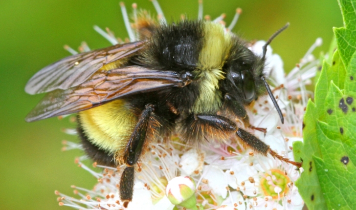 Bombus terricola, Kirby 1837