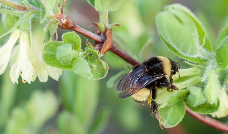 Bombus terricola, Kirby 1837