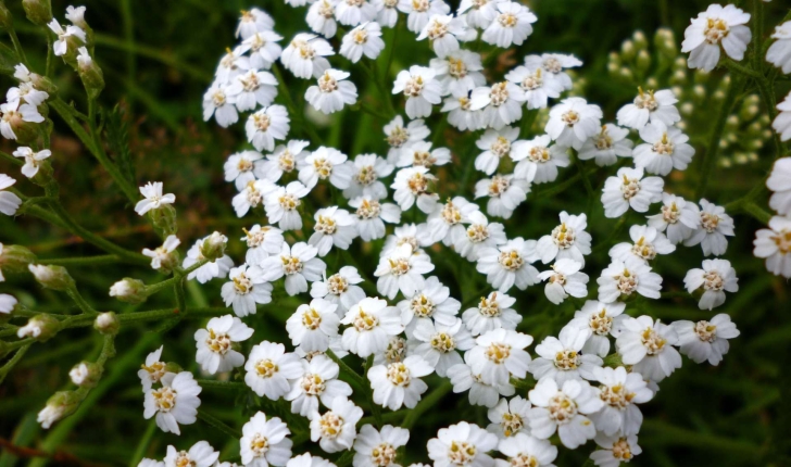 Achillea millefolium L.