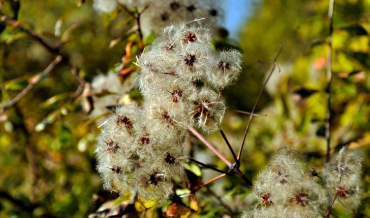 Clematis vitalba (L., 1753)