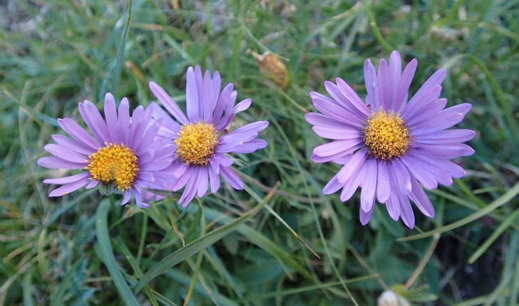 Aster alpinus (L., 1753)