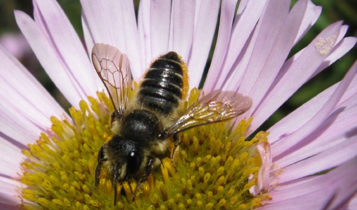 Megachile centuncularis, Linné 1758