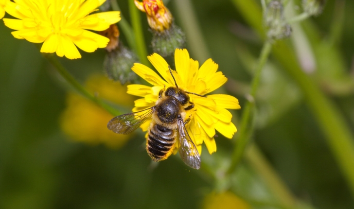 Megachile centuncularis, Linné 1758