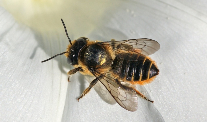 Megachile centuncularis, Linné 1758
