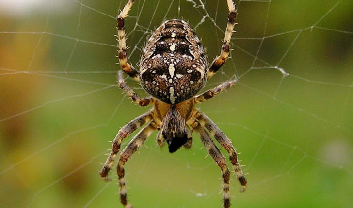 Araneus diadematus, Clerck 1758