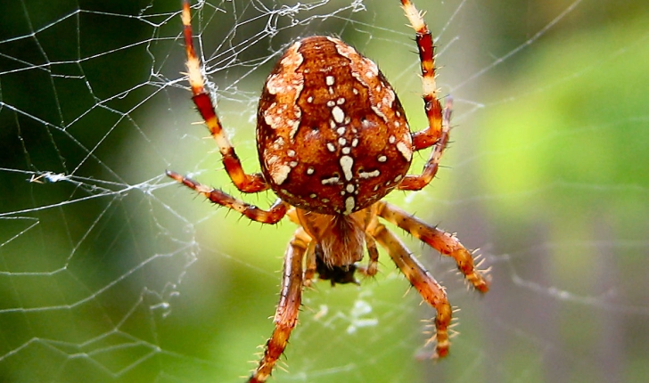 Araneus diadematus, Clerck 1758