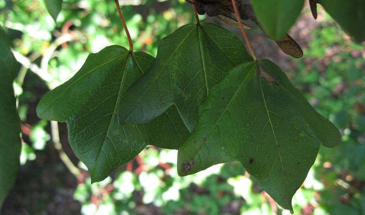 Acer monspessulanum (Linné, 1753)