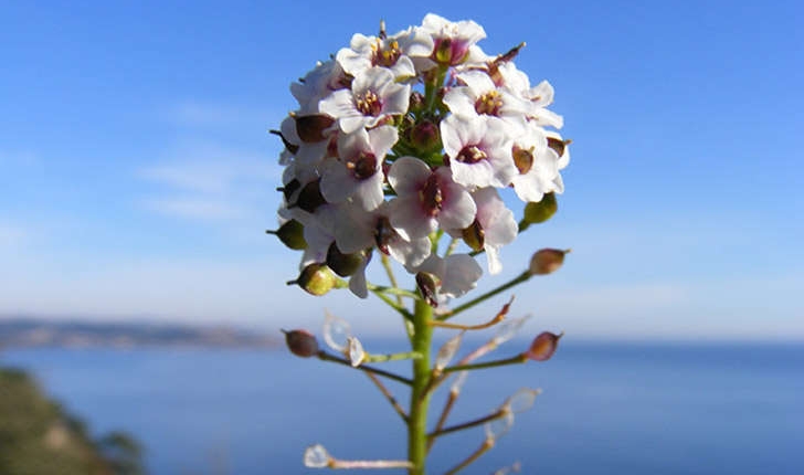 Lobularia maritima ((L.) Desv., 1815)